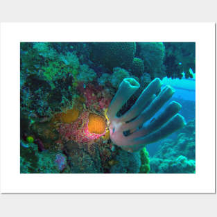 Red Sea Coral Reef Posters and Art